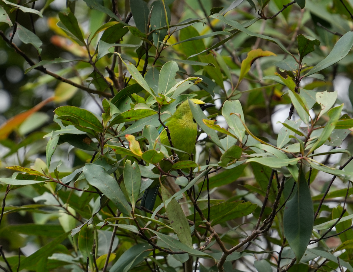 Borneo Yaprakkuşu - ML637354898