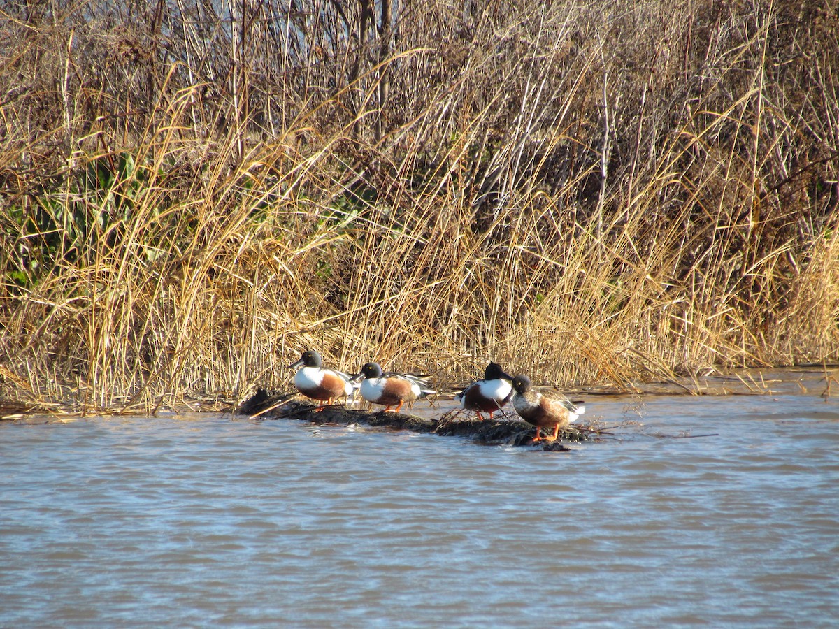 Northern Shoveler - ML637354901