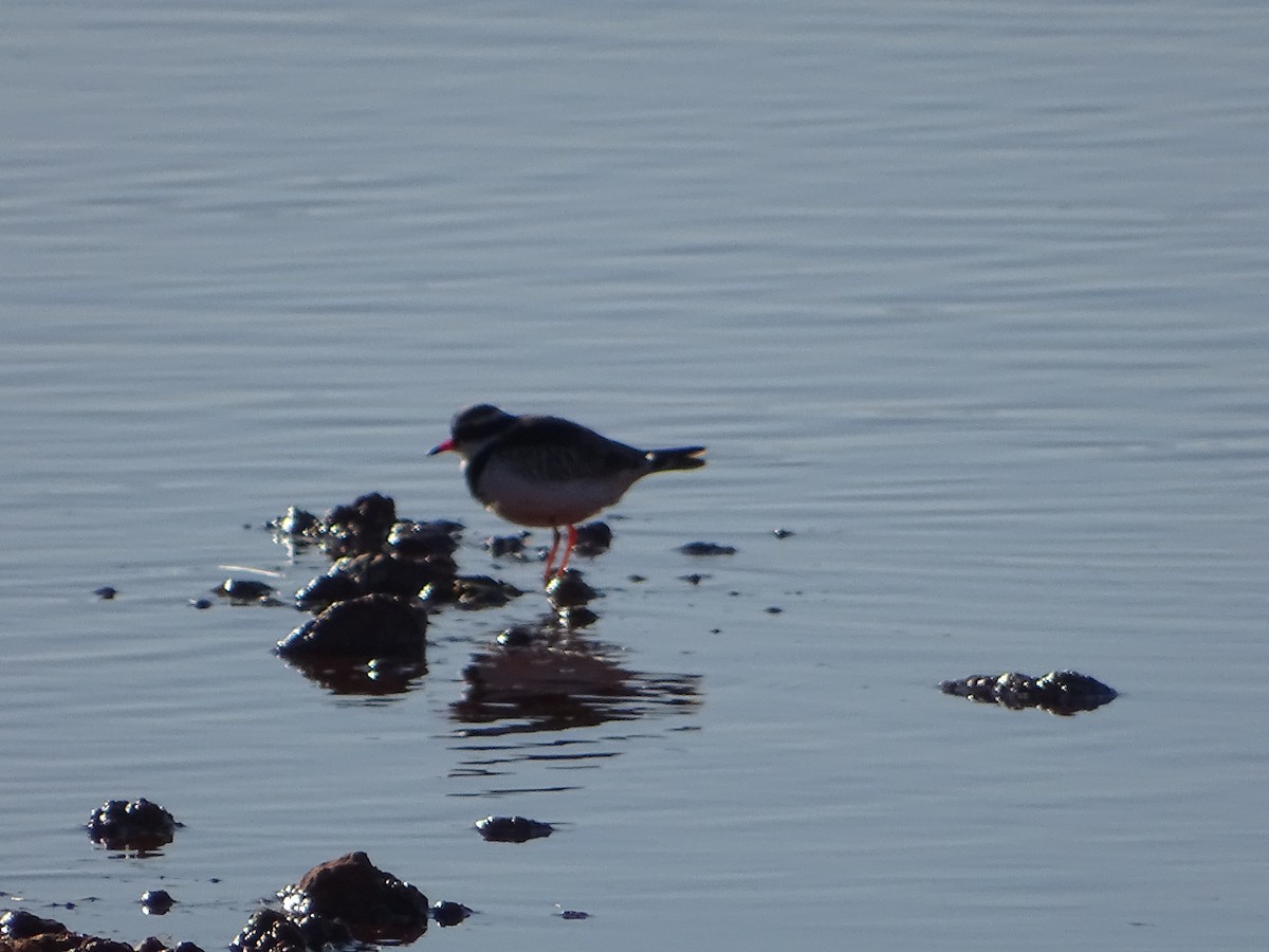 Black-fronted Dotterel - ML637354906