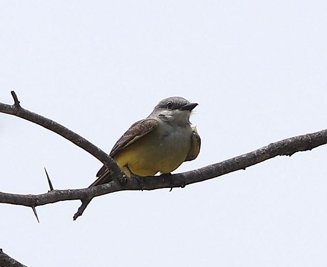 Western Kingbird - ML637354944