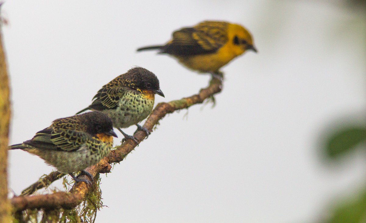 Rufous-throated Tanager - ML637354965
