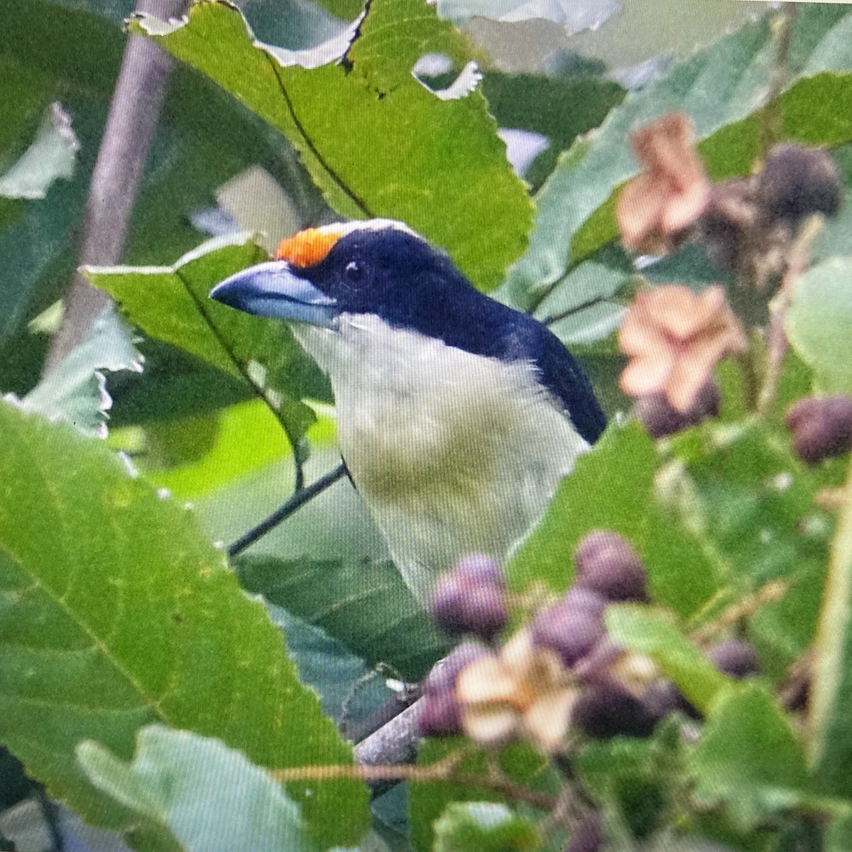 Orange-fronted Barbet - ML637354970