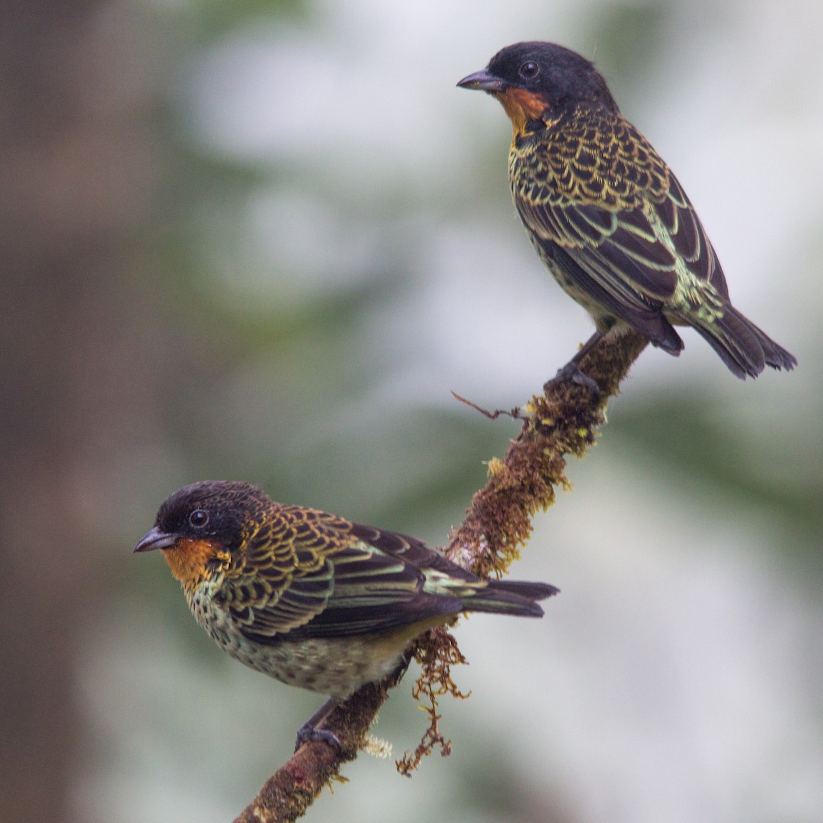 Rufous-throated Tanager - ML637354990