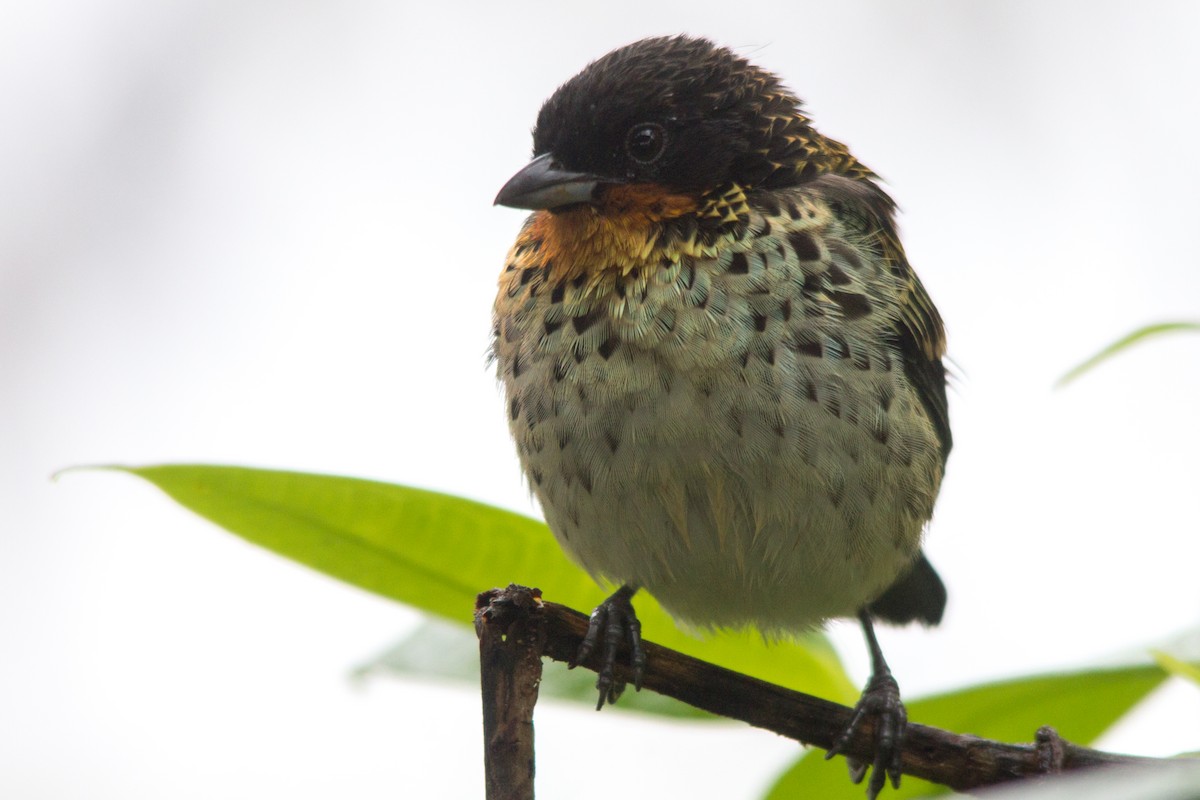 Rufous-throated Tanager - ML637354995