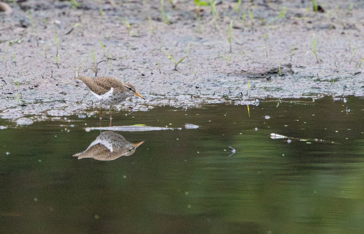 Spotted Sandpiper - ML637355013
