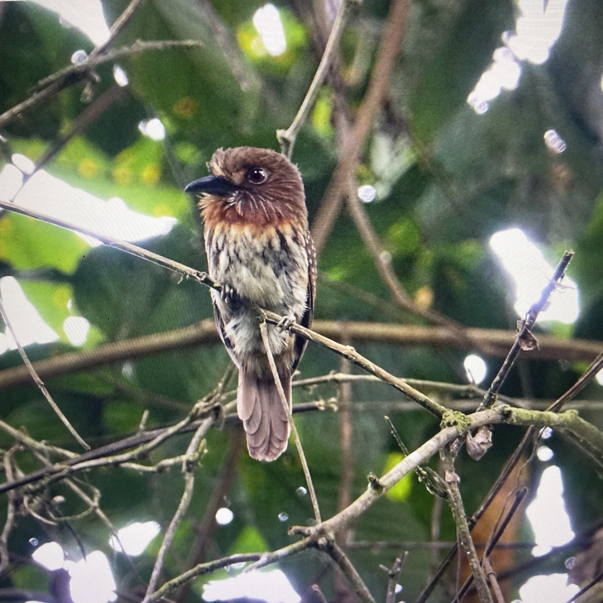 White-whiskered Puffbird - ML637355059
