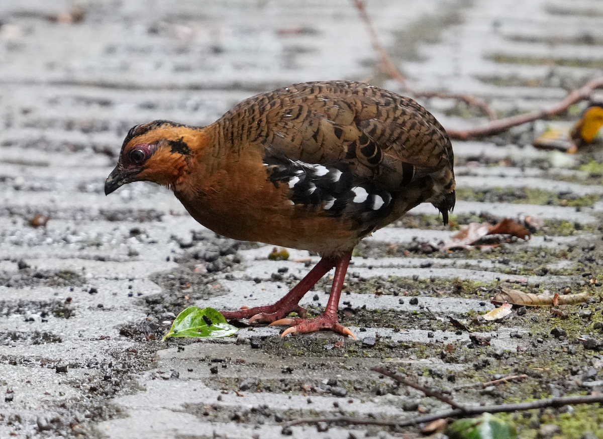 Red-breasted Partridge - ML637355066