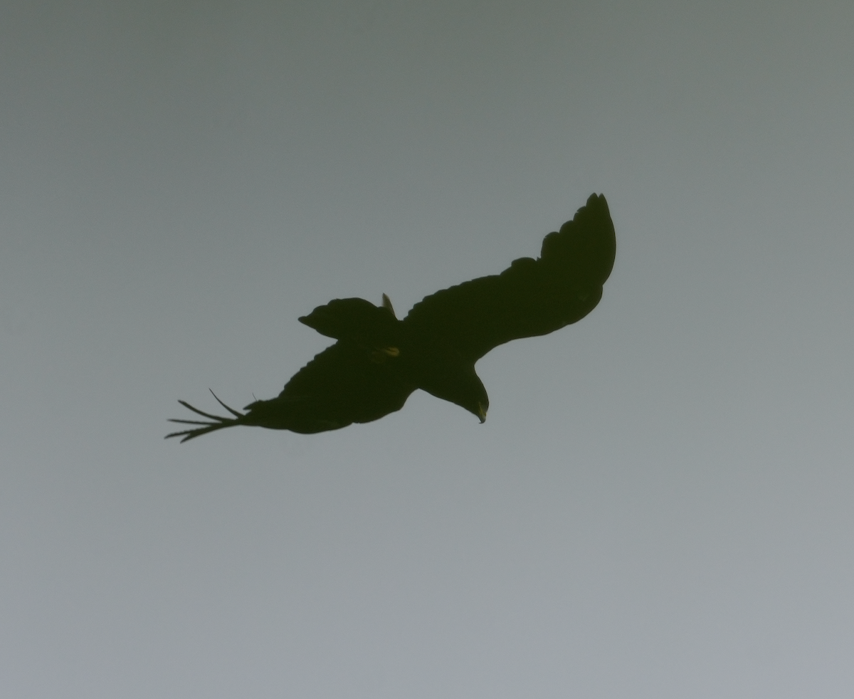 Mountain Serpent-Eagle - ML637355076