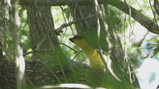 Green Jay - ML637355081