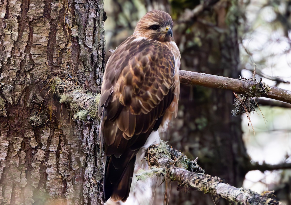 Himalayan Buzzard - ML637355145