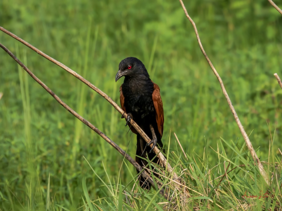 Greater Coucal - ML637355196