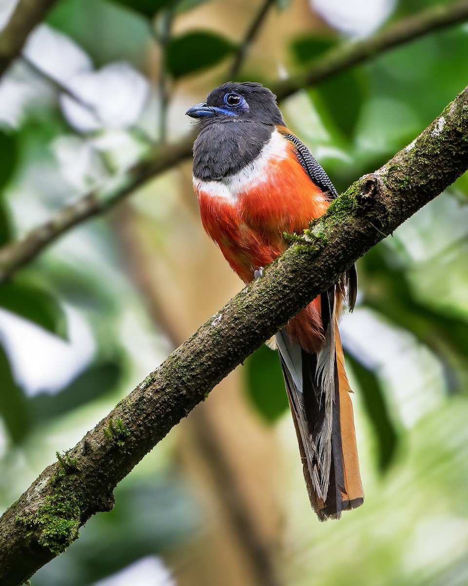 Malabar Trogon - ML637355222