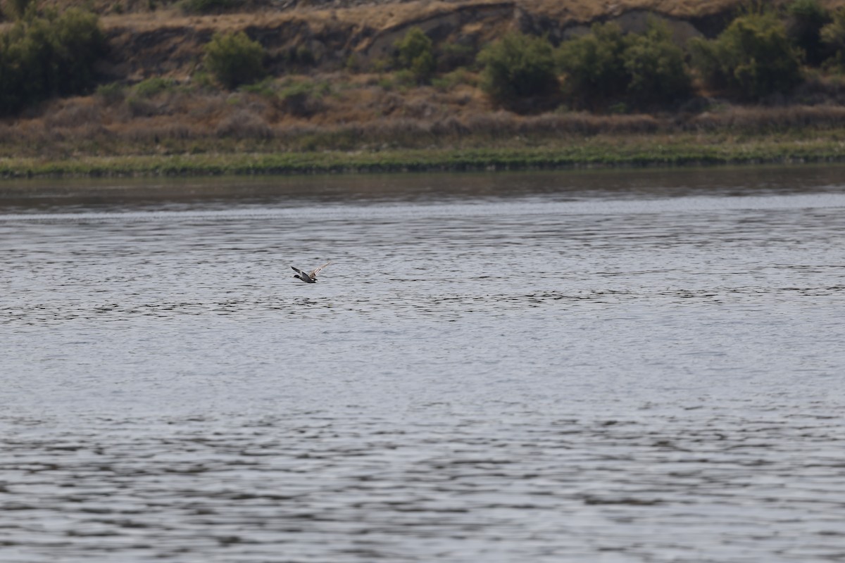 Garganey - ML637355246