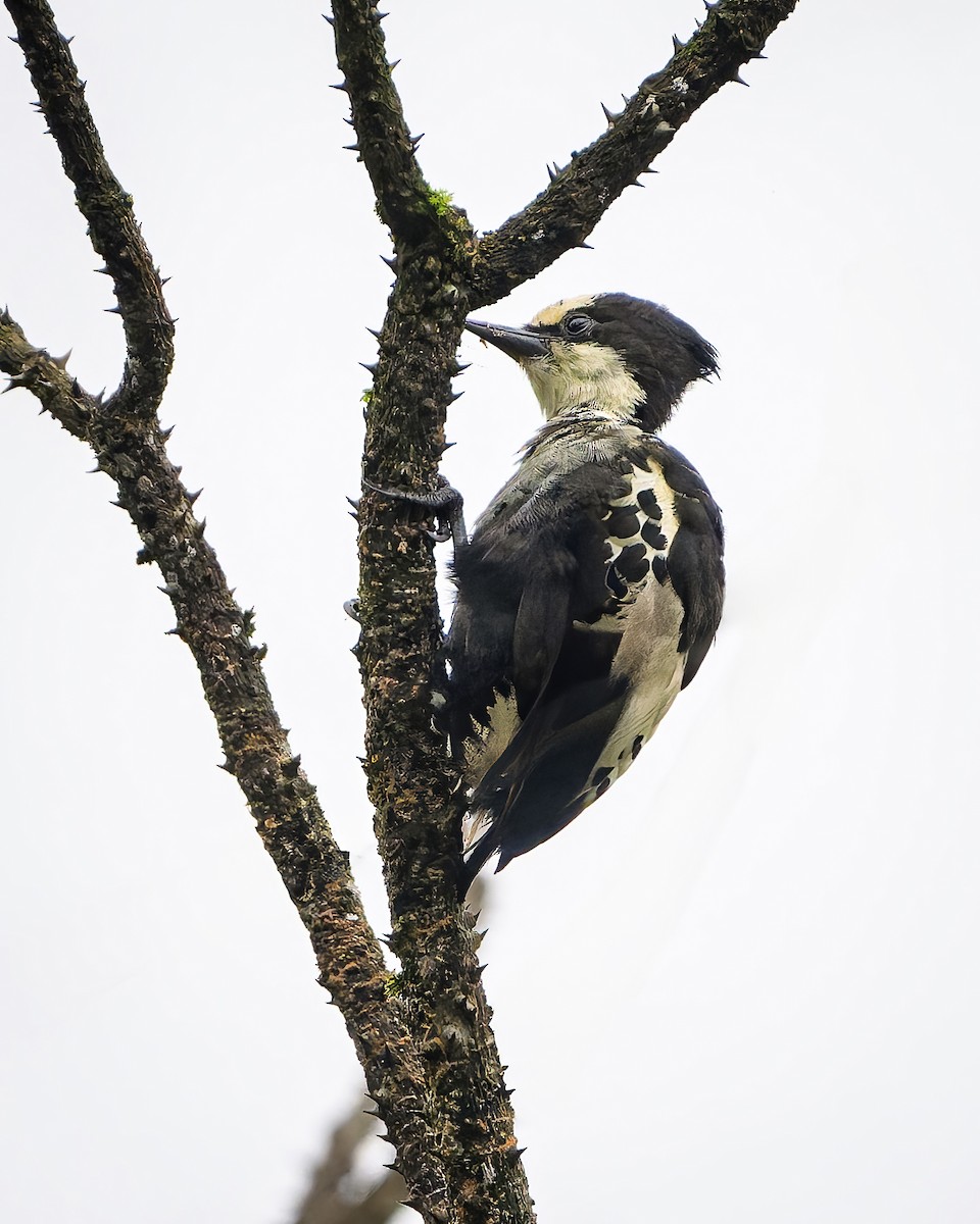Heart-spotted Woodpecker - ML637355264