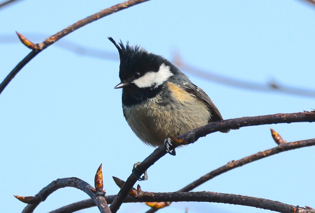 Coal Tit - ML637355271