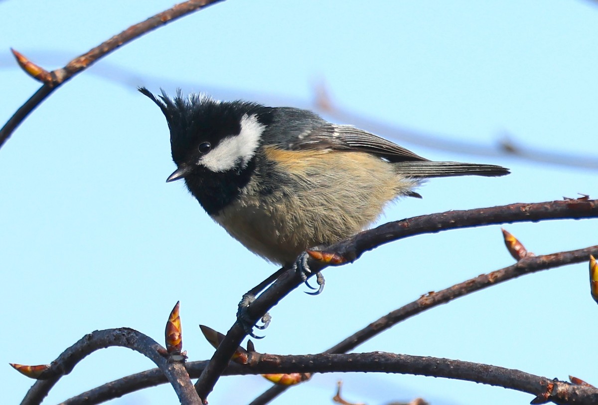 Coal Tit - ML637355272