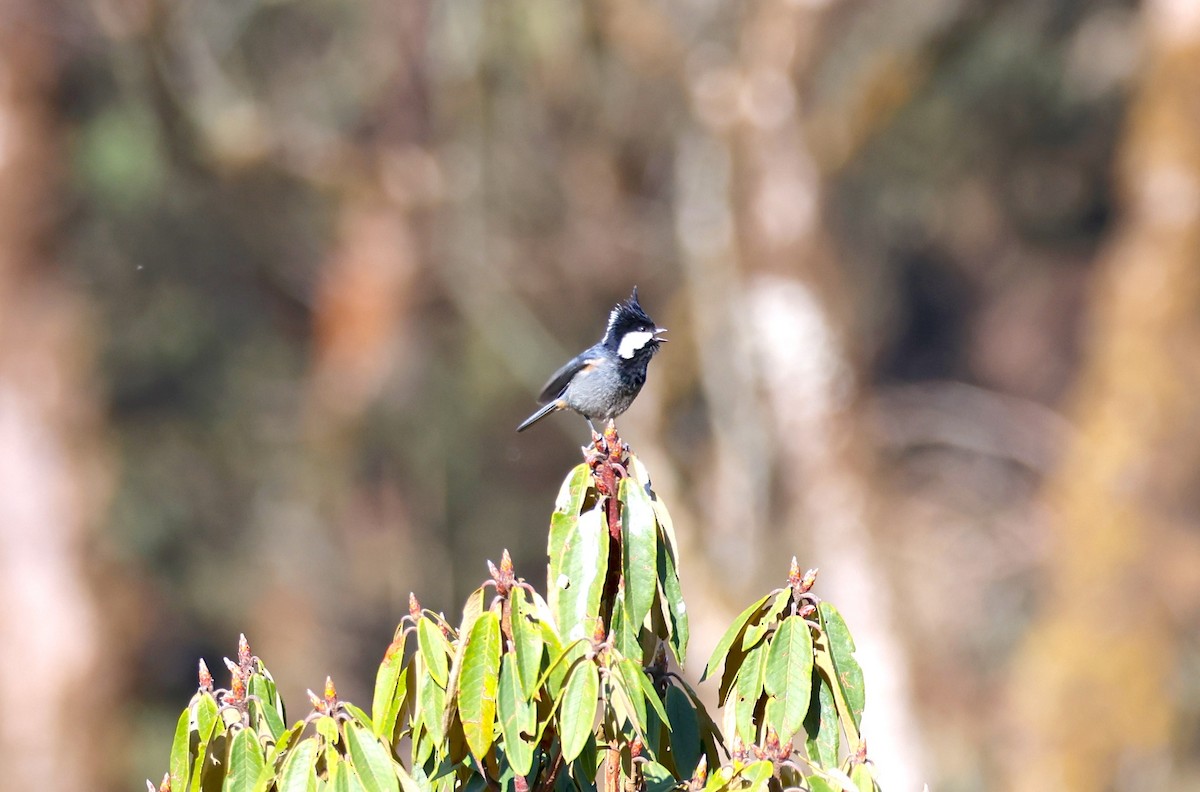 Rufous-vented Tit - ML637355276