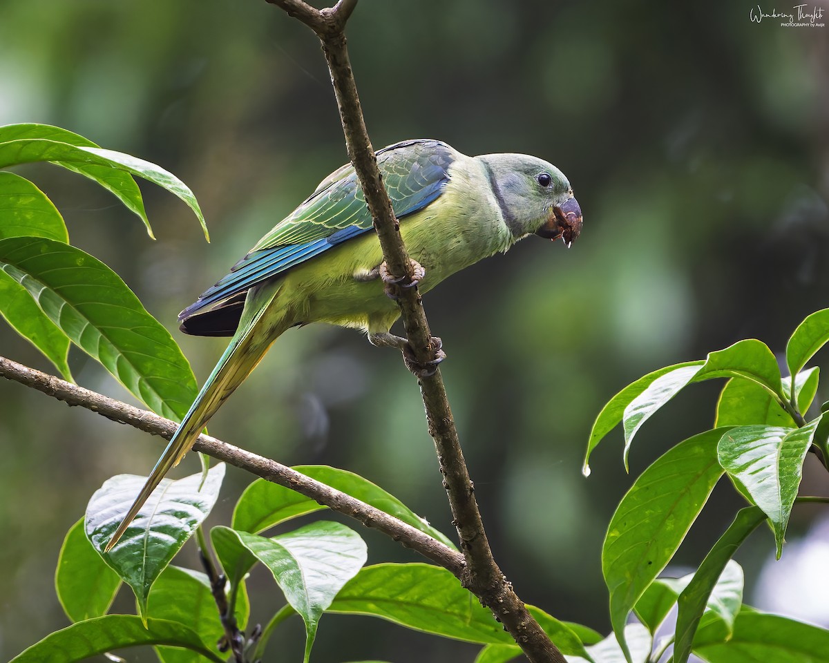 Malabar Parakeet - ML637355286