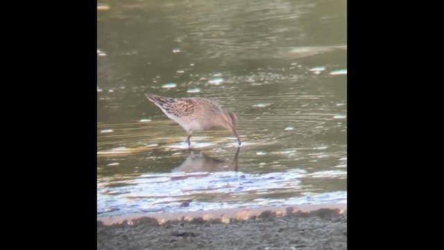Pectoral Sandpiper - ML637355294