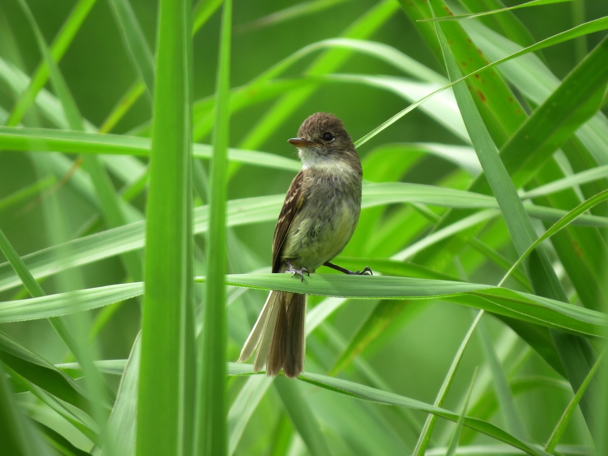 White-throated Flycatcher - ML637355335