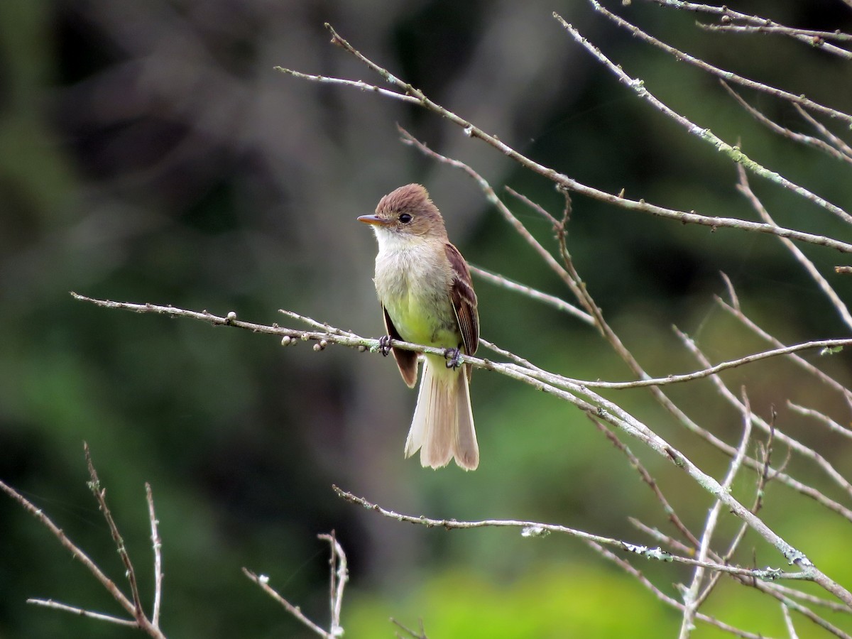 White-throated Flycatcher - ML637355339