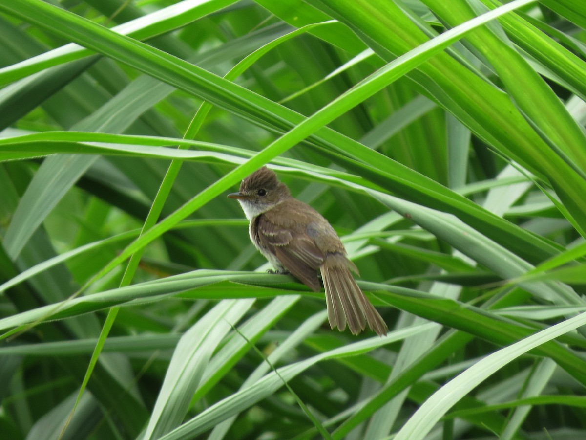 White-throated Flycatcher - ML637355340