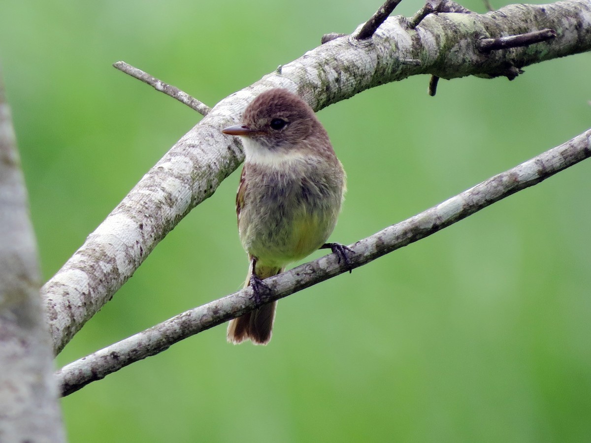 White-throated Flycatcher - ML637355350