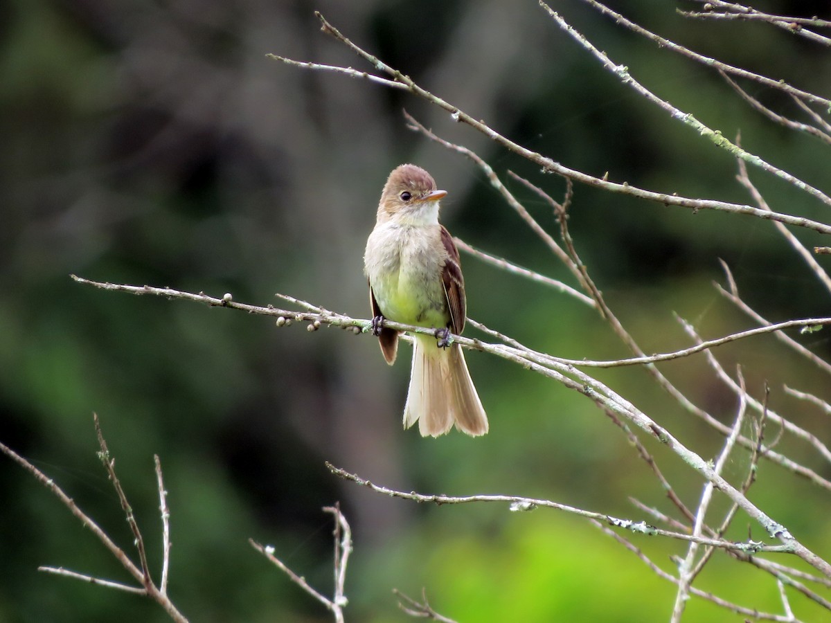 White-throated Flycatcher - ML637355351
