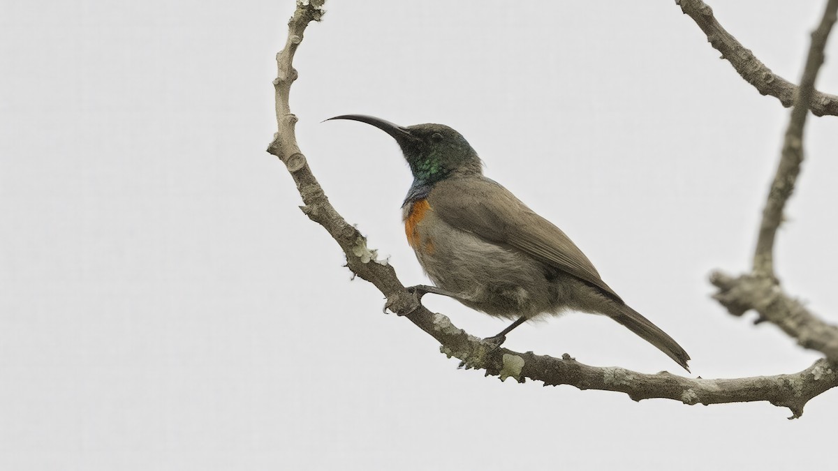 Greater Double-collared Sunbird - ML637355417