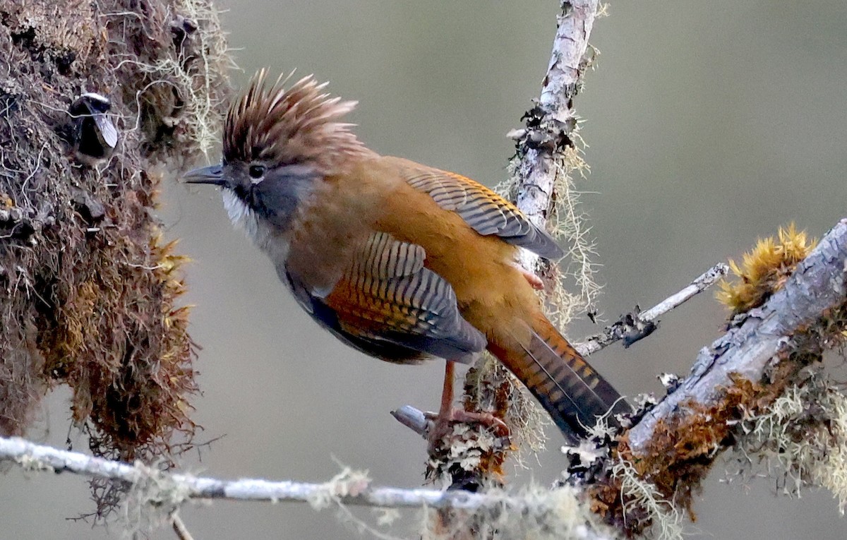 Hoary-throated Barwing - ML637355460