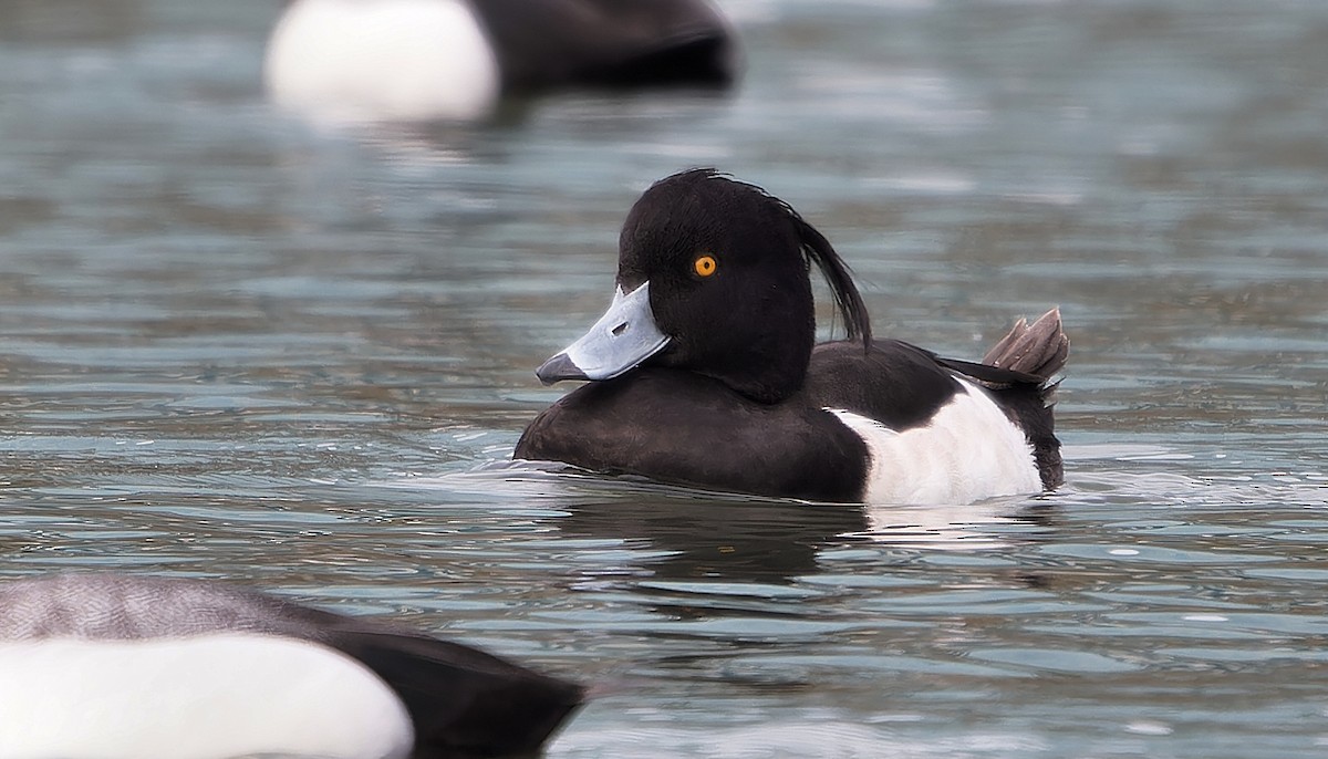 鳳頭潛鴨 - ML637355487