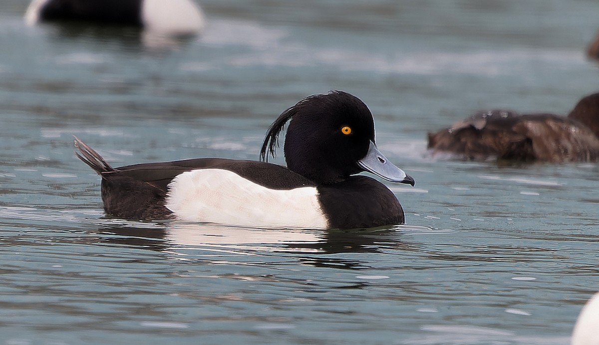 鳳頭潛鴨 - ML637355488