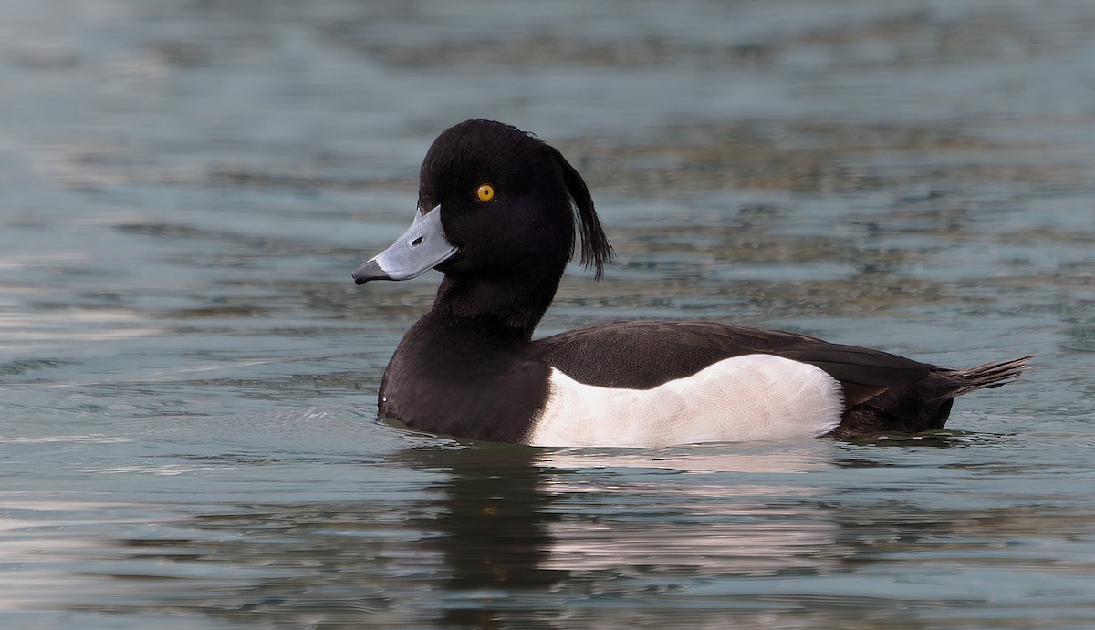 鳳頭潛鴨 - ML637355489