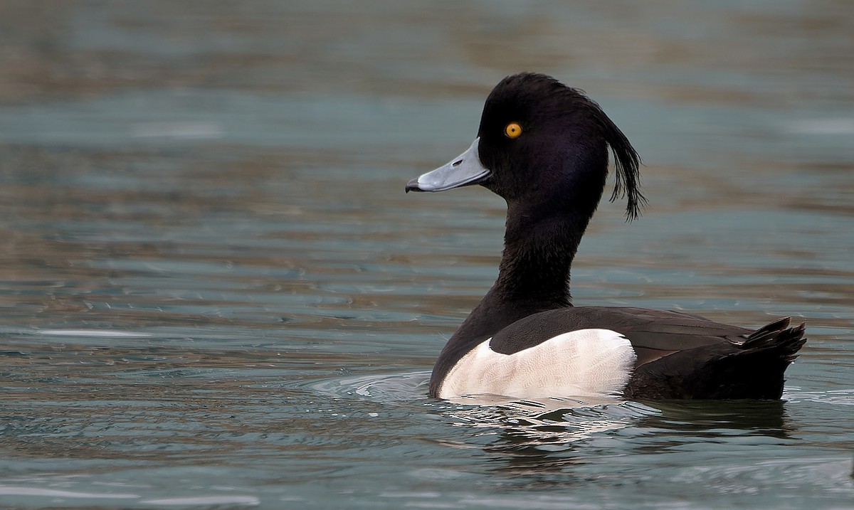 鳳頭潛鴨 - ML637355491