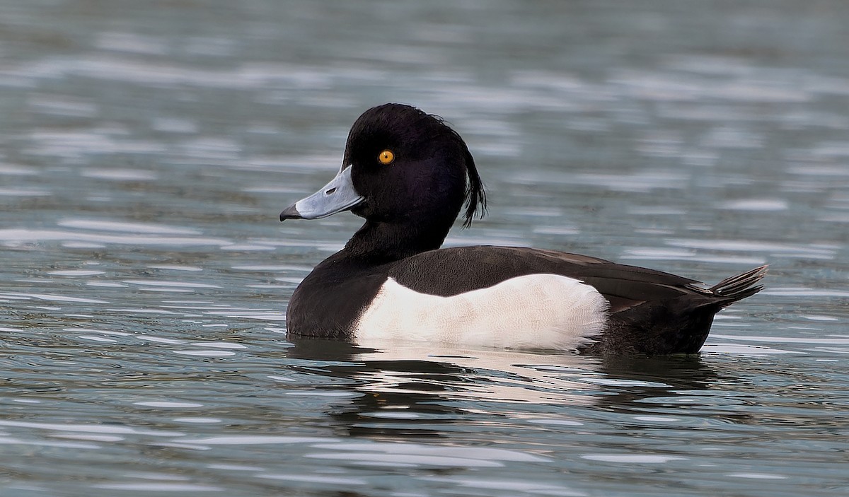 鳳頭潛鴨 - ML637355492