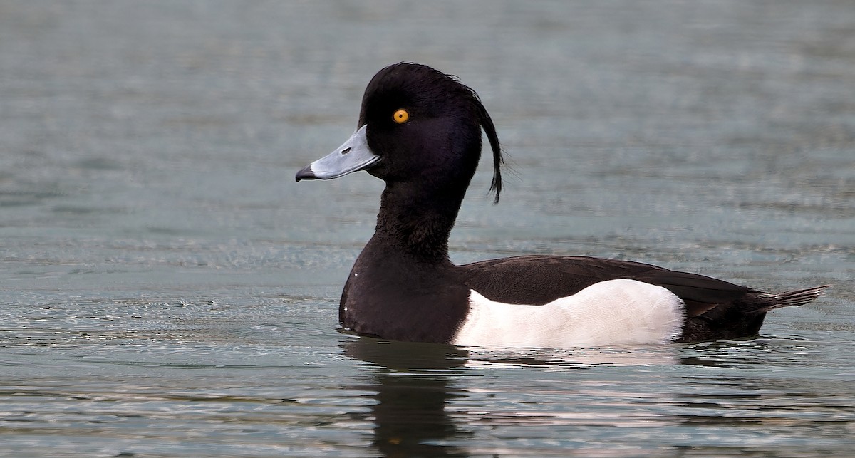 鳳頭潛鴨 - ML637355493