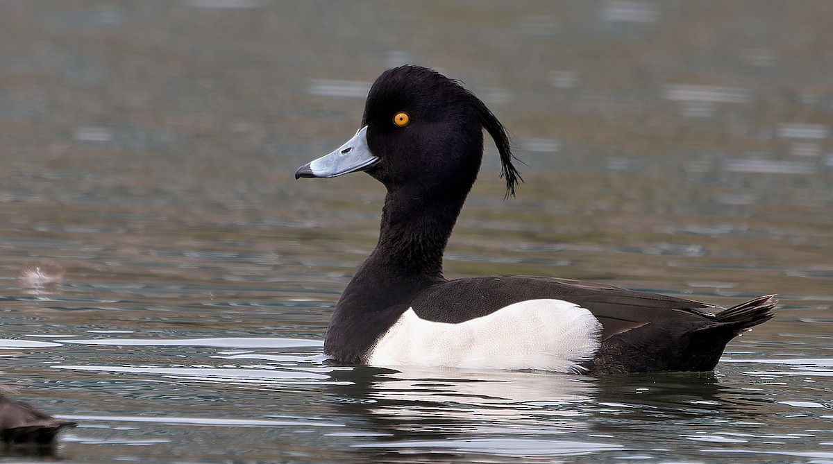 鳳頭潛鴨 - ML637355494