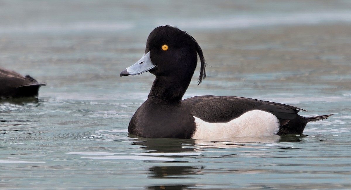 鳳頭潛鴨 - ML637355495