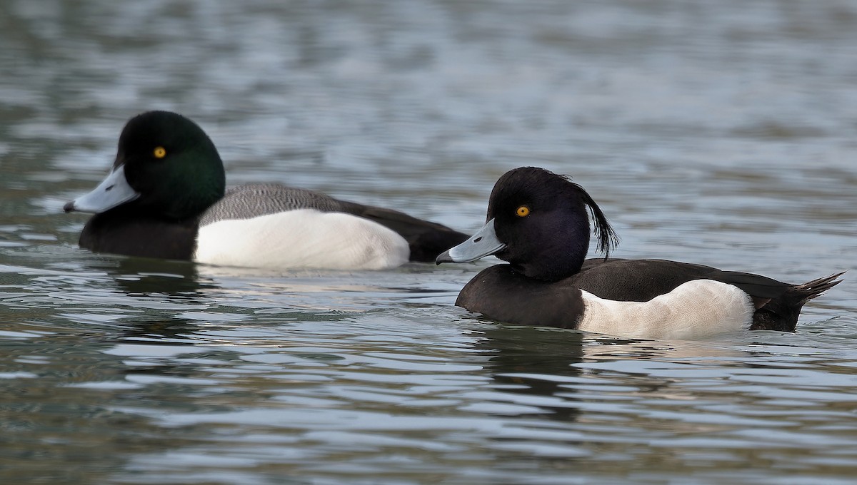 鳳頭潛鴨 - ML637355496