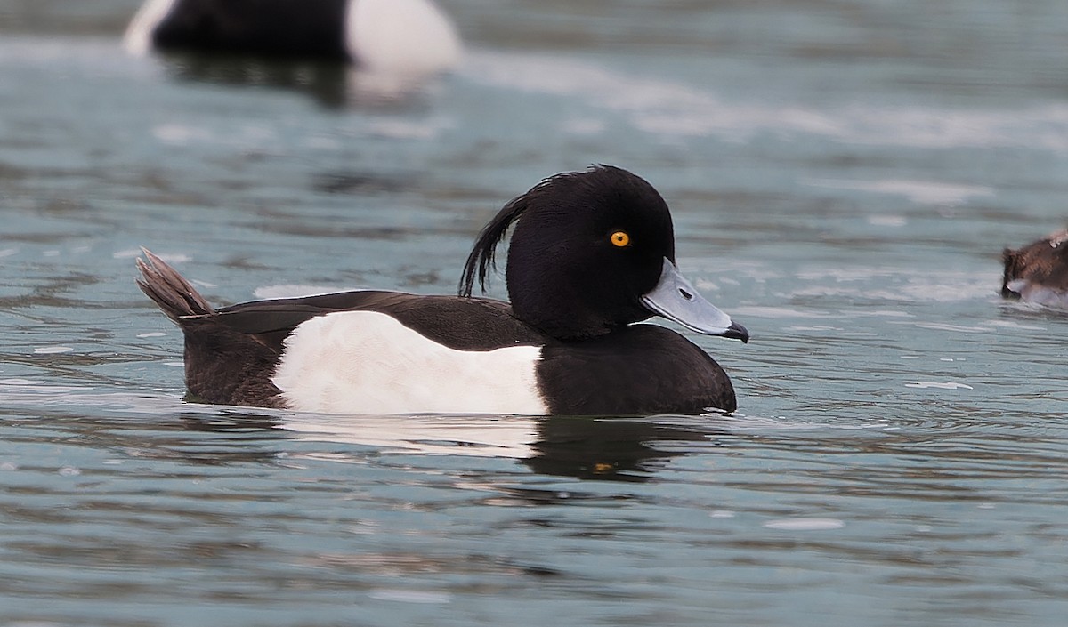 鳳頭潛鴨 - ML637355499