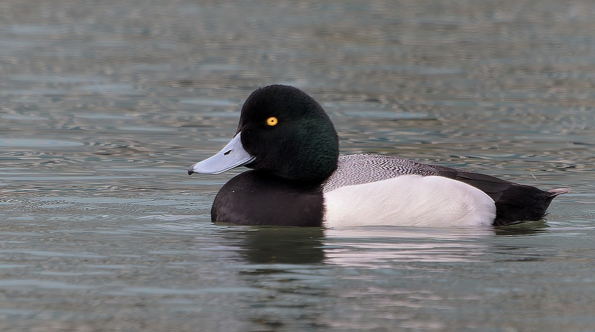 צולל ימי - ML637355500