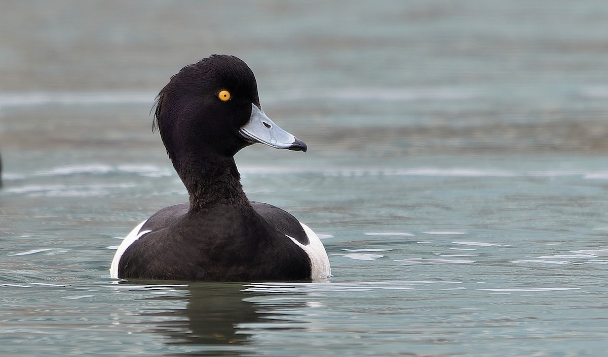 鳳頭潛鴨 - ML637355501