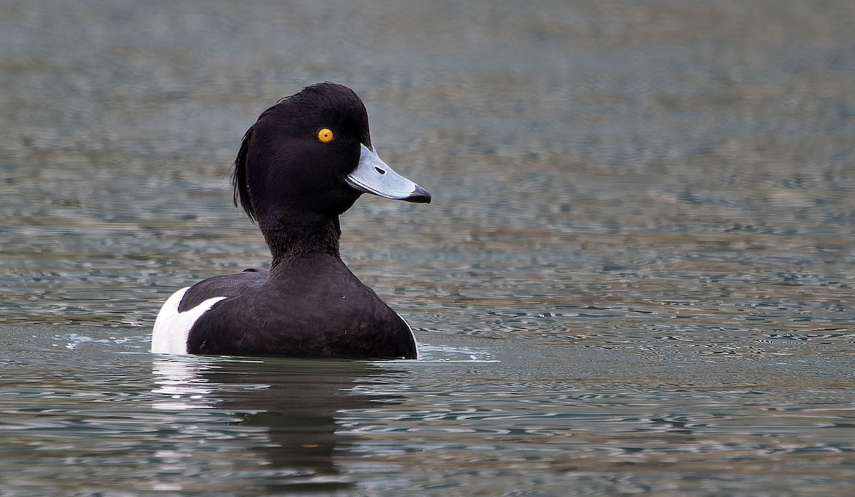 鳳頭潛鴨 - ML637355502