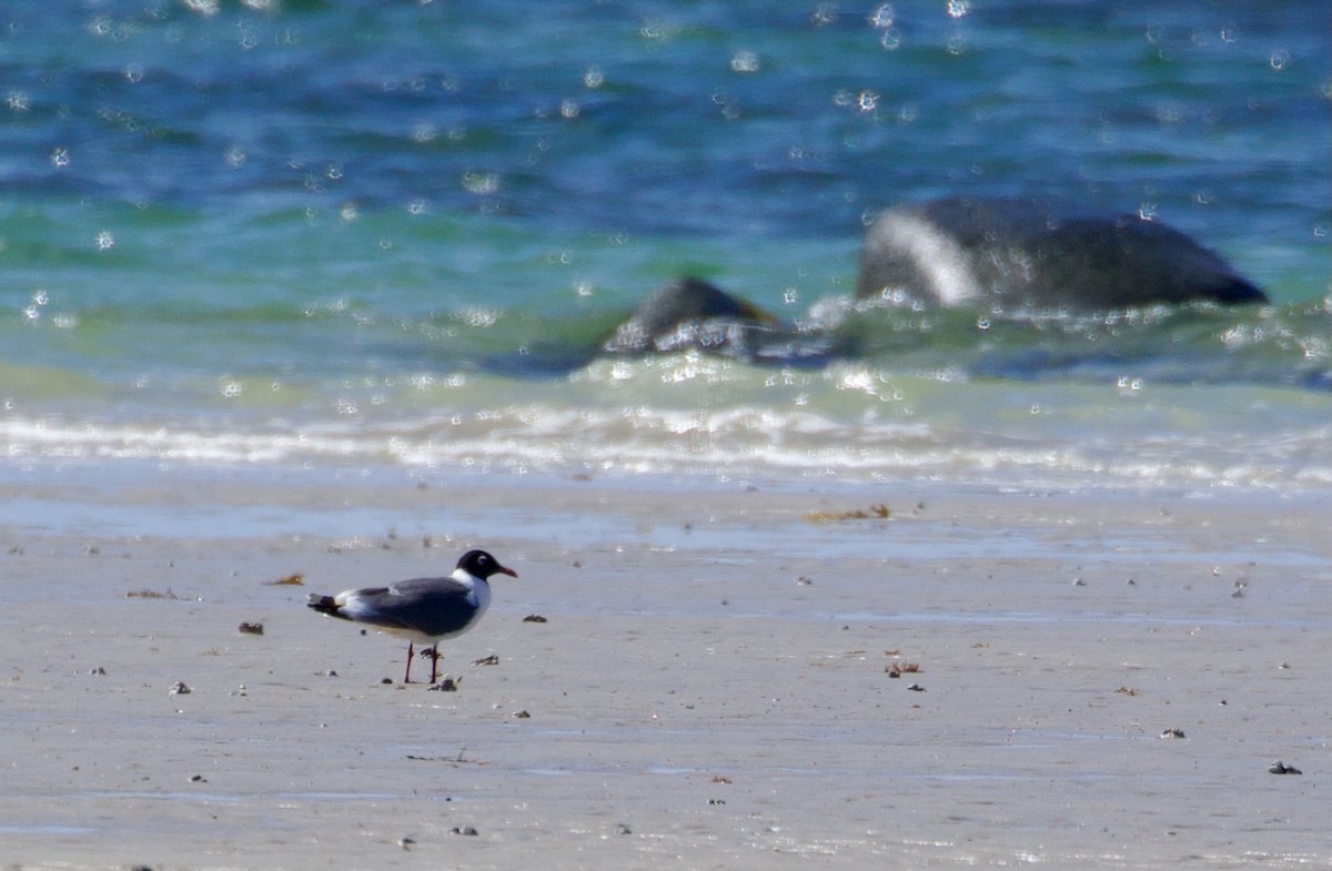 Franklin's Gull - ML637355506