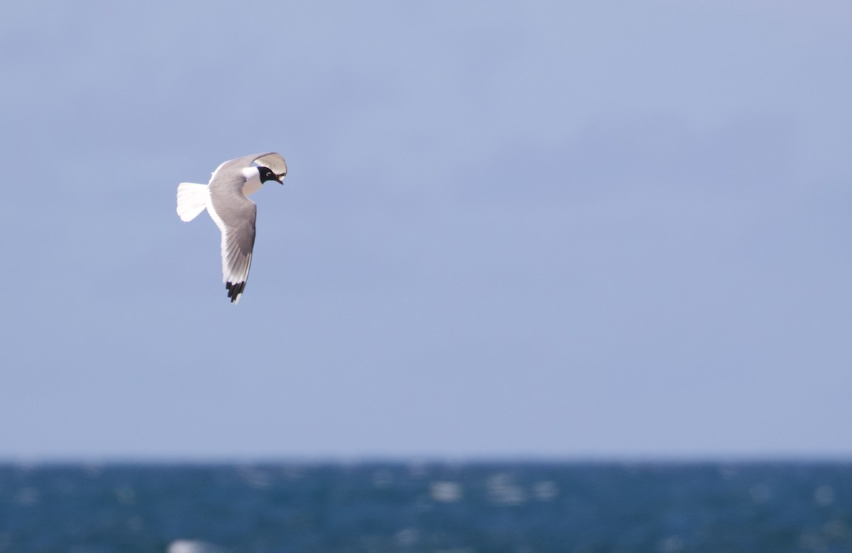 Franklin's Gull - ML637355507