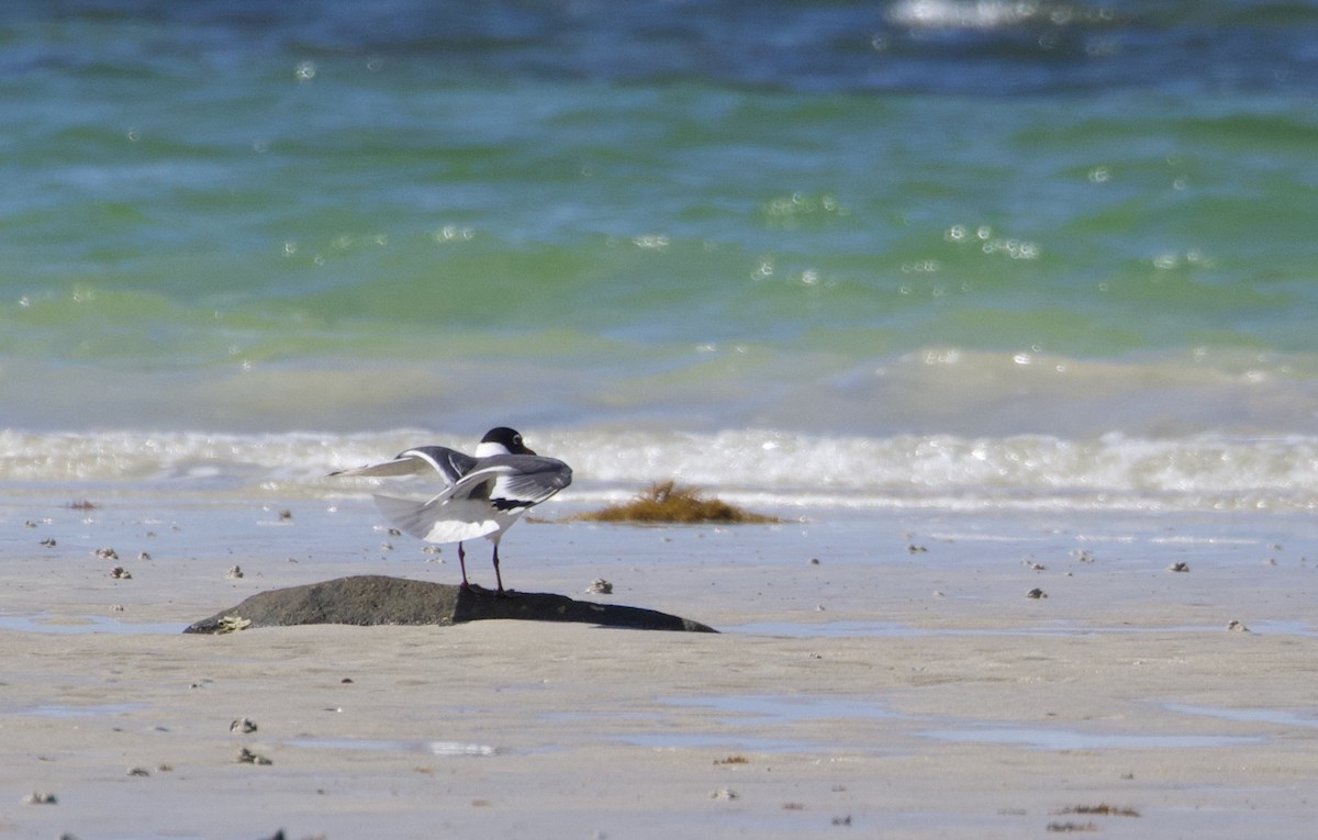 Franklin's Gull - ML637355508