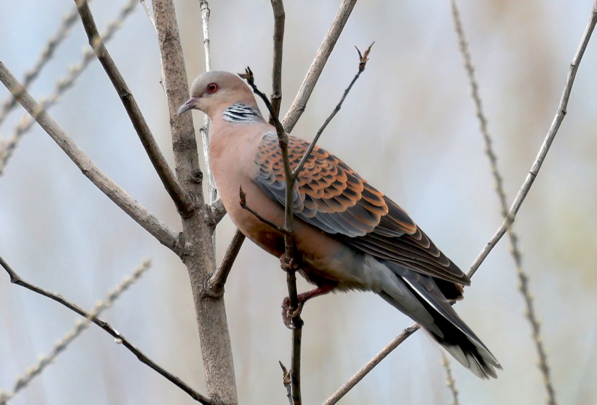 Oriental Turtle-Dove - ML637355527