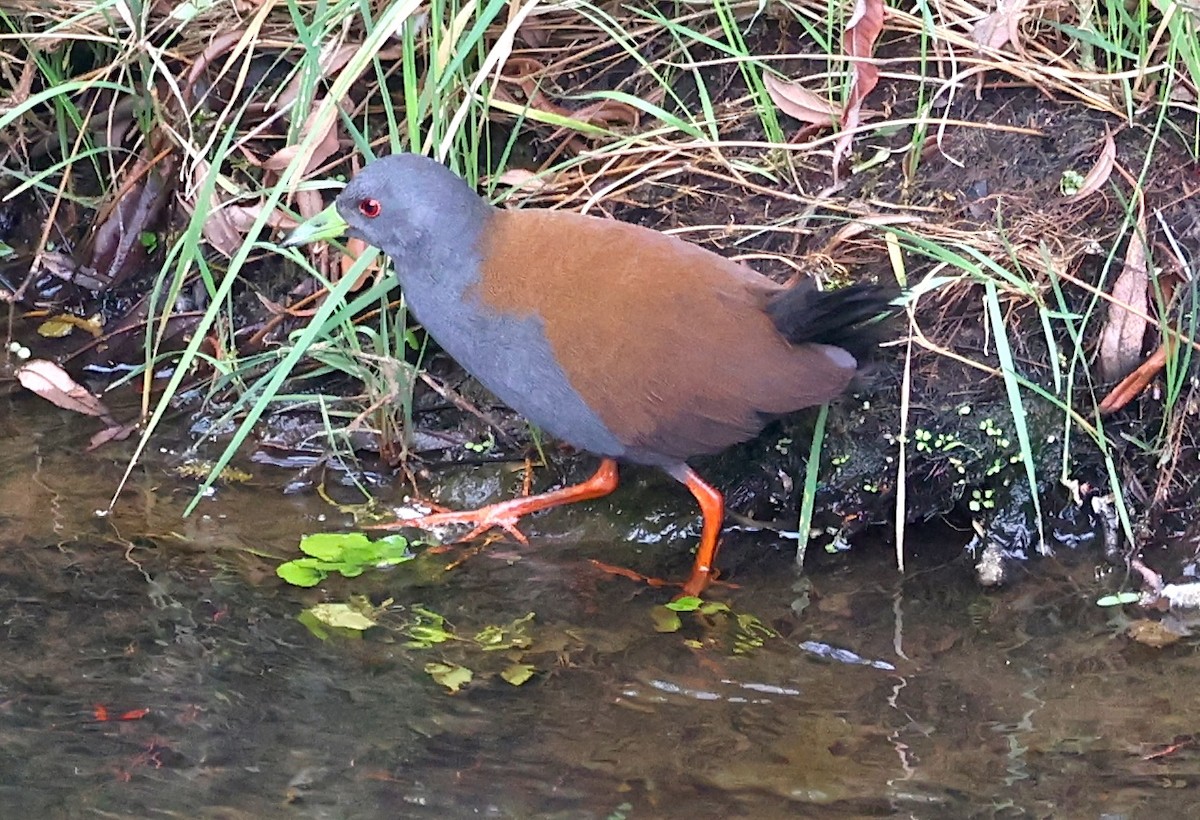 Black-tailed Crake - ML637355537