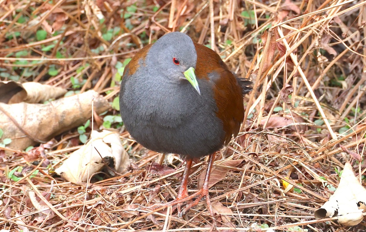 Black-tailed Crake - ML637355538