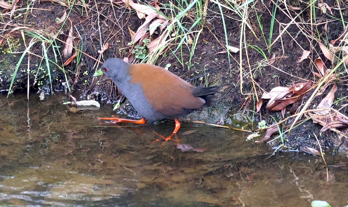 Black-tailed Crake - ML637355539